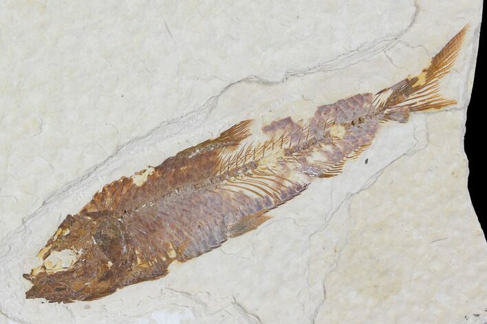 Fossil Fish (Knightia) - Wyoming #109979